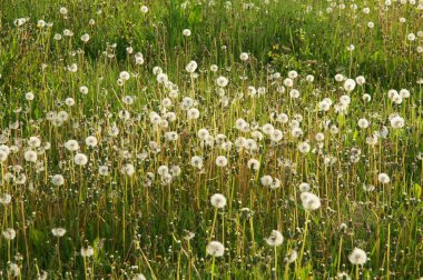 Bir karahindiba tohumu kafaları