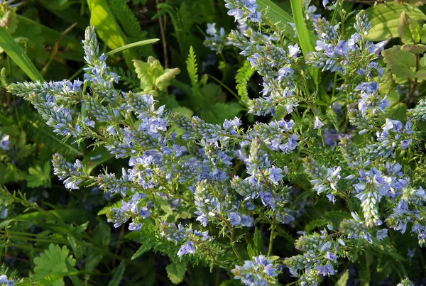 Tender blue flowers