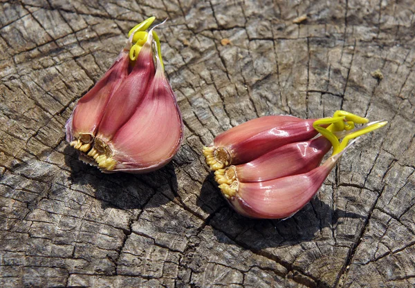 Knoflook begint te ontkiemen — Stockfoto