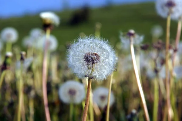 Een paardebloem zaad hoofden — Stockfoto