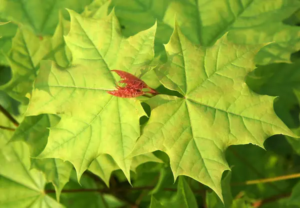 Röda unga blad av Acer platanoides — Stockfoto