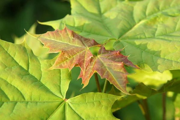 Acer platanoides lajin punaiset nuoret lehdet — kuvapankkivalokuva