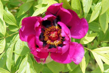 güzel Şakayık çiçekleri