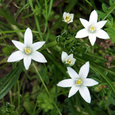 Parlak çiçek Ornithogalum yakın çekim 
