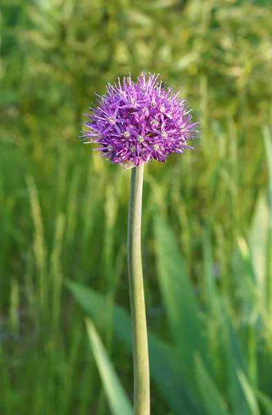 Allium mor çiçekler — Stok fotoğraf