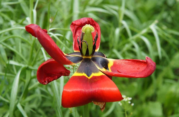 Tulipán como figura humana — Foto de Stock