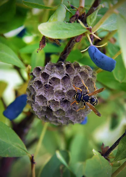 Papierwespen bauen Nest — Stockfoto