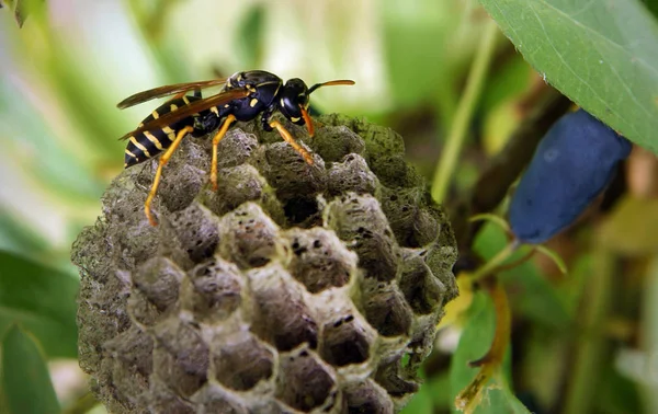 Papierwespen bauen Nest — Stockfoto