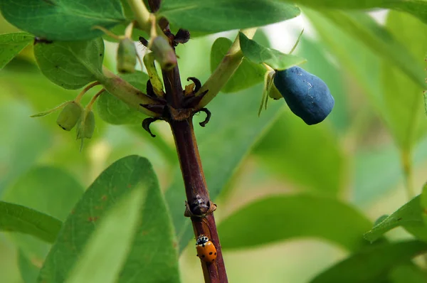 Owoce z Lonicera edulis w czerwcu — Zdjęcie stockowe