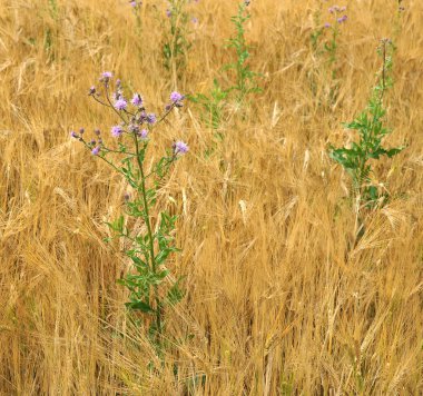 Arpa alanında cirsium arvense
