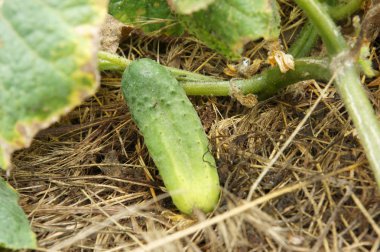 Pseudoperonospora salatalık üzerinde cubensis
