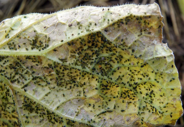 Aphis gossypii on cucumber plant — Stock Photo, Image