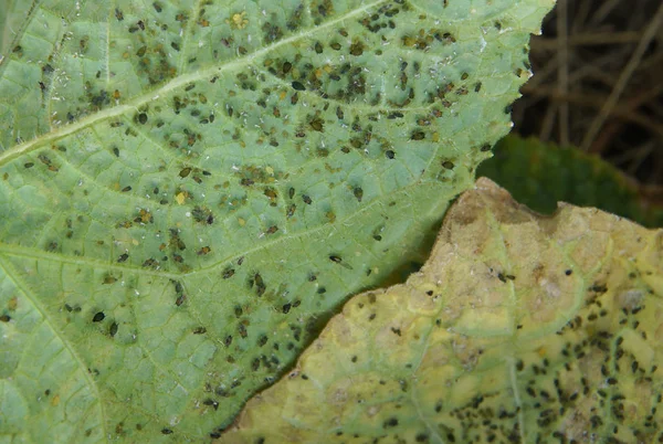 Aphis gossypii on cucumber plant — Stock Photo, Image