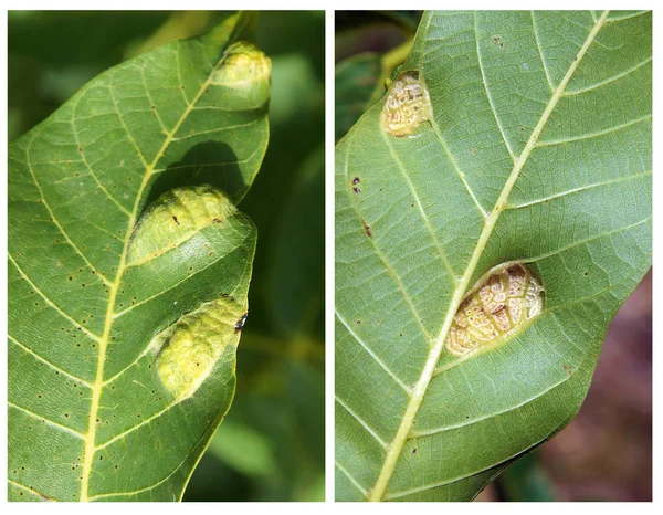 Ácaro ampolla de nuez Eriophyes tristriatus —  Fotos de Stock