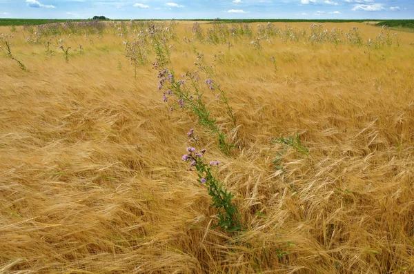 Cirsium Moes op het gerst veld — Stockfoto