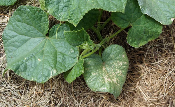 Pseudoperonospora cubensis on cucumber — Stock Photo, Image
