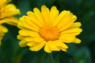 Pot kadife çiçeği veya ruddles (Calendula officinalis)