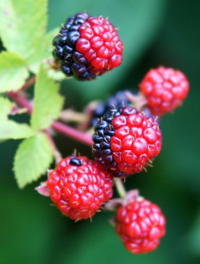 Yaz aylarında Rubus