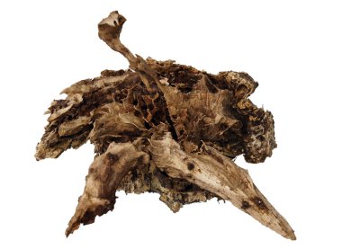 Doğa tarafından fantastik yaratık