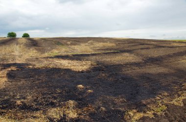 Sakal alanlarının yakılması