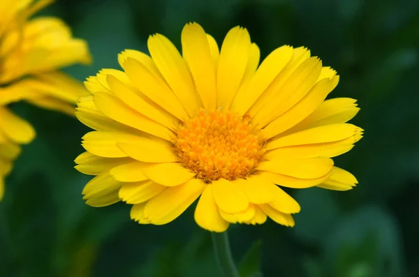 Potten ringblomma eller Ruddles (Calendula officinalis) — Stockfoto