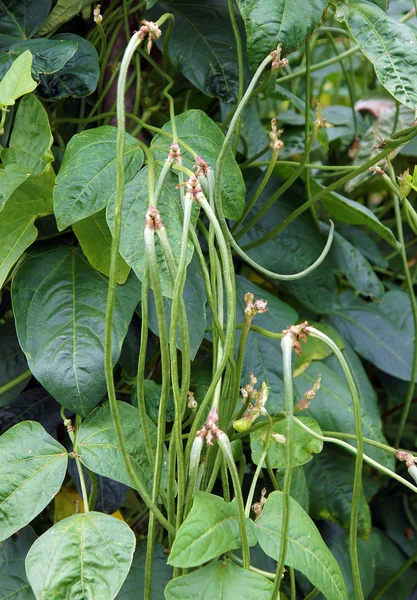 The cowpea Vigna unguiculata — Stock Photo, Image