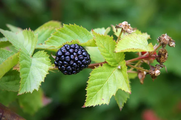 Rubus in the summer — Stock Photo, Image