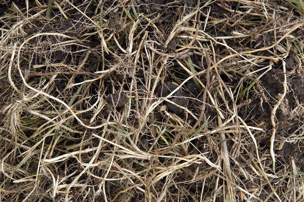 Kanepe otu (Elymus tövbe) rizomlar — Stok fotoğraf