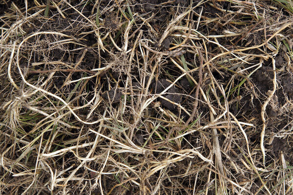 Couch grass (Elymus repens) rhizomes