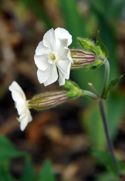 Flores de Silene vulgaris — Foto de Stock