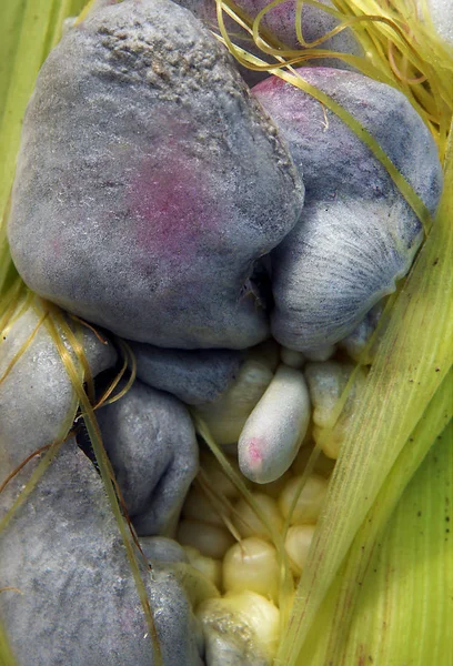由真菌乌斯蒂拉戈可能迪斯引起的玉米污秽 — 图库照片