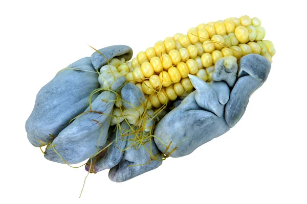 Corn smut caused by fungus Ustilago maydis