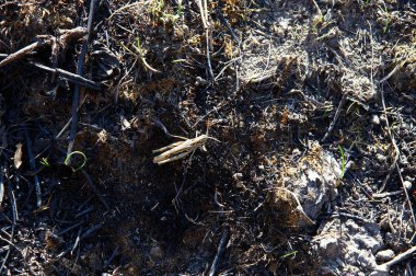 Ateşin olduğu yerdeki çekirge.
