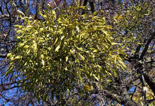 Álbum de muérdago parasitario o Viscum — Foto de Stock