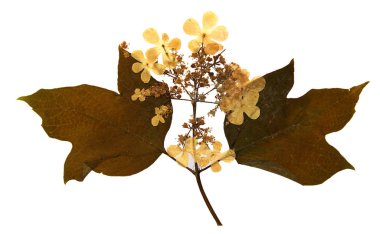 Bitki örtüsünde Viburnum opulus