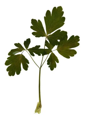 Chelidonium majus bitkisel hayatta