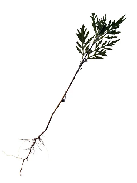 Ambrosia em herbário — Fotografia de Stock