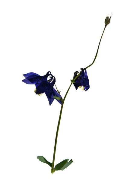 Aquilegia vulgaris em herbário — Fotografia de Stock