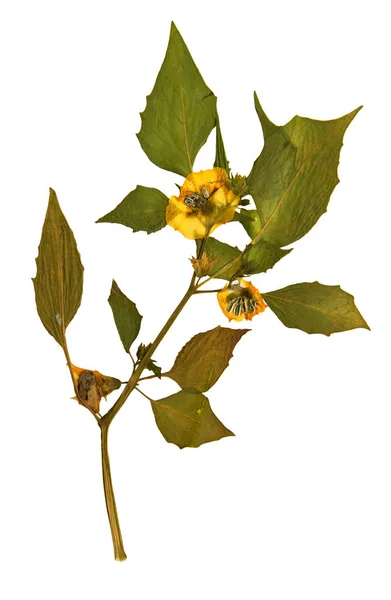 Physalis péruviana en herbier — Photo