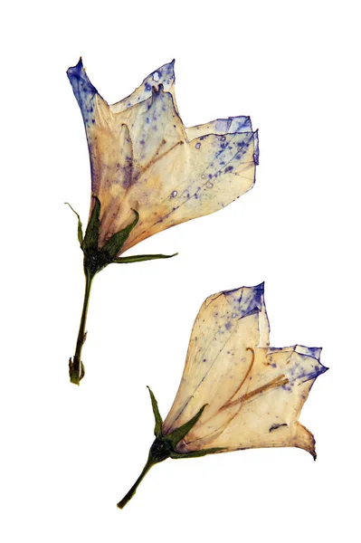 Campanula persicifolia em herbário — Fotografia de Stock