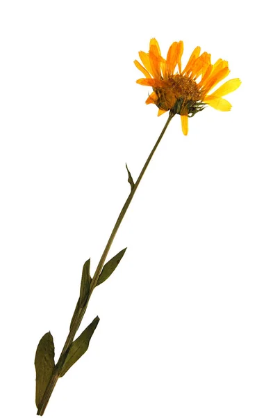 黄色の野生の花 水彩画 背景白の抽象的な夏の植物 分離されました ストック写真 C Olga Vic