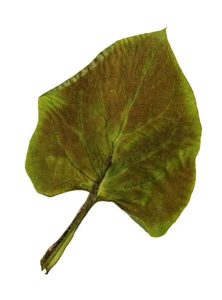 Brunnera makrohylla i herbarium — Stockfoto