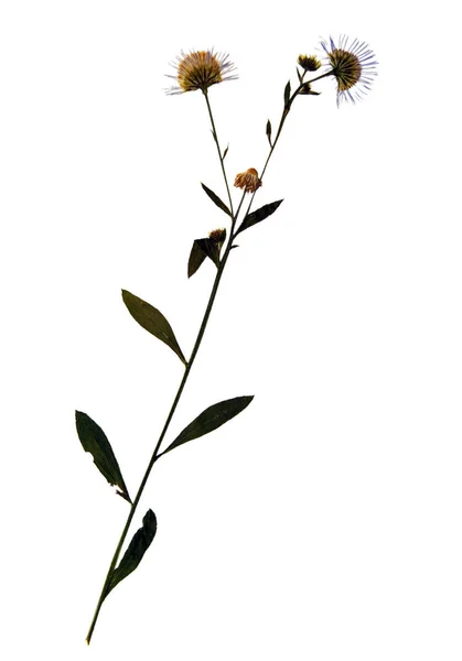 Matricaria in herbarium — Stock fotografie