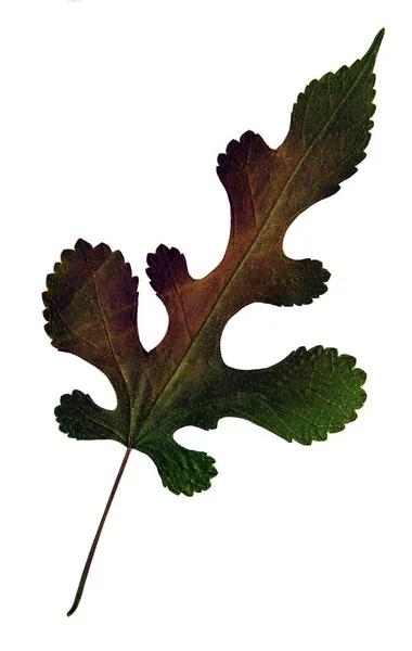 Morus nigra in herbarium — Stock fotografie