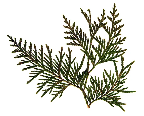 Thuja standishii v herbáři — Stock fotografie