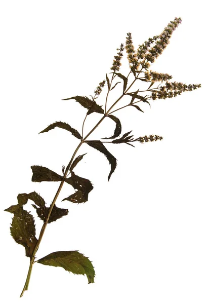 Mentha balsamea v herbáři — Stock fotografie