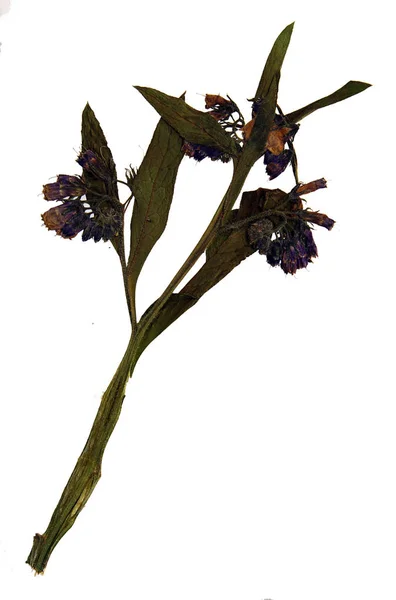 Symphytum officinale in herbarium — Stock fotografie