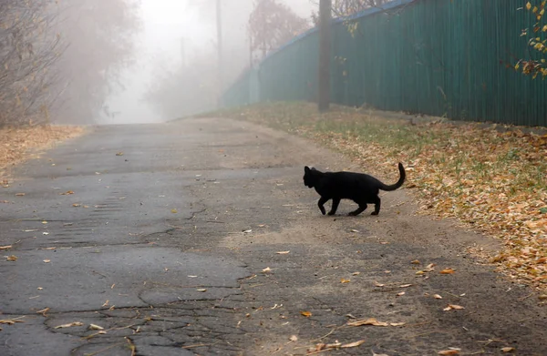 검은 고양이는 나쁜 징조입니다 — 스톡 사진
