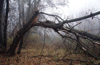 Kırık büyük ağaç