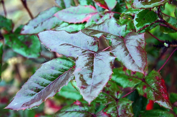 Våta färgade blad av Mahonia — Stockfoto